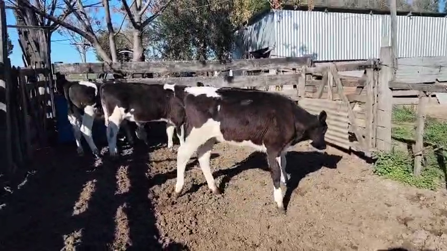 Lote 3 Terneros a remate en Pantalla Aniversario - Escritorio Camy, San José