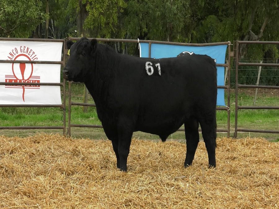 Lote TOROS ANGUS NEGROS PC