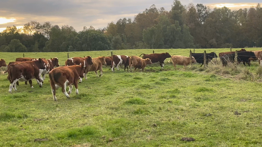 Lote 40 Novillo Engorda en Río Bueno, XIV Región Los Ríos