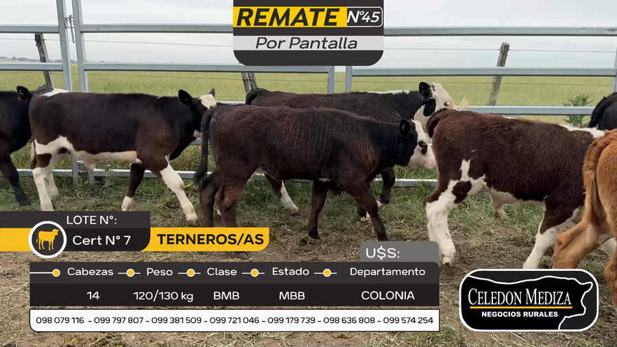 Lote 14 Terneros y Terneras en Otra Localidad, Colonia