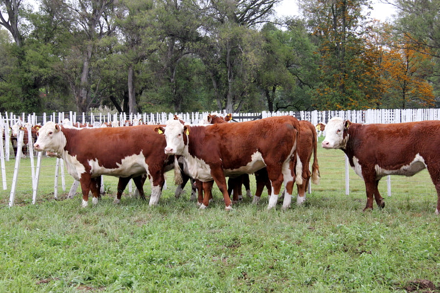 Lote VAQUILLONAS PREÑADAS PR POLLED HEREFORD -PARICION OTOÑO 2022-
