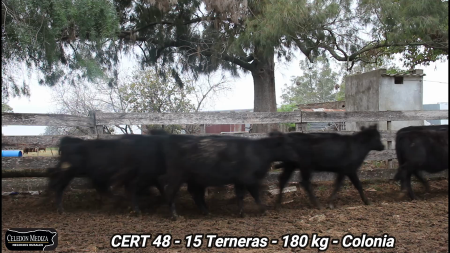 Lote 15 Terneras en Colonia
