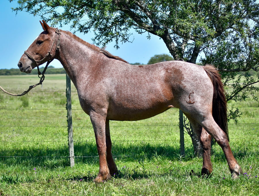 Lote Quemada De Los Relinchos 1024
