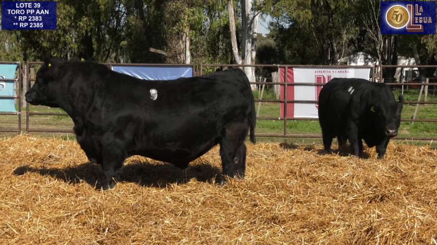 Lote TOROS ANGUS PP