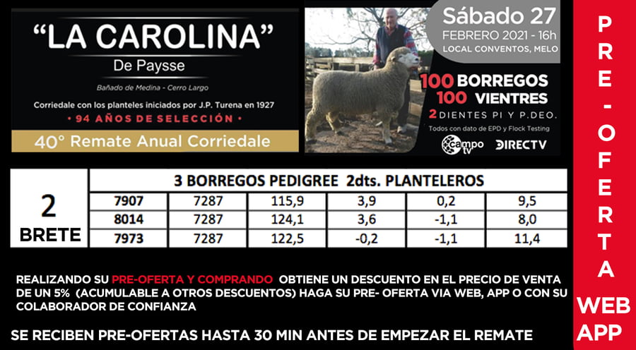 Lote 1 Borregos Planteleros en Cerro Largo, Cerro Largo