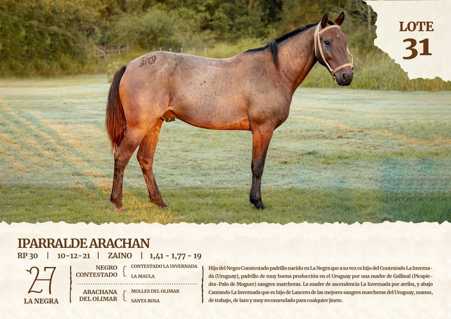 Lote IPARRALDE ARACHAN