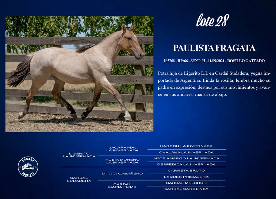 Lote Paulista Fragata