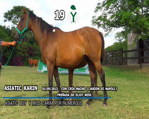 Lote ASIATIC KARIN (ARG)