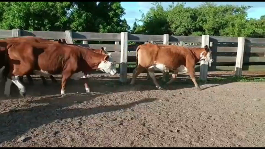 Lote 58 Vacas preñadas en Bañado de Medina, Cerro Largo