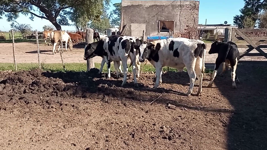 Lote 4 Novillitos