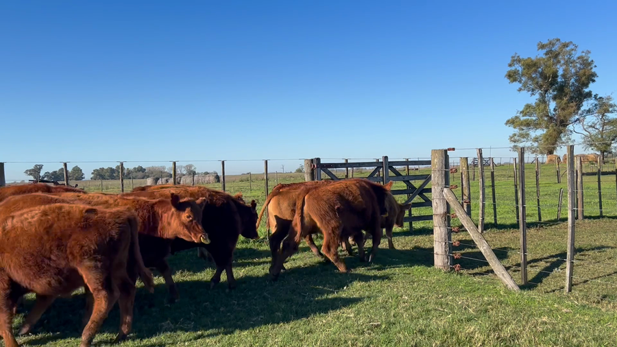 Lote 52 Terneros/as en Buenos Aires, 9 de Julio