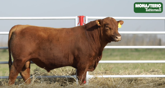 Lote TOROS GENERALES, CONTROLADOS Y REGISTRADOS