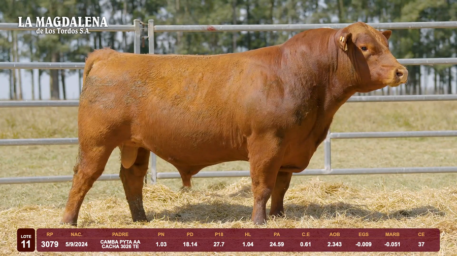 Lote Lote 11 - Angus
