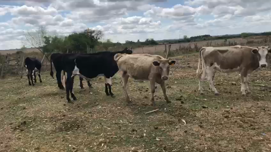 Lote 8 (4 machos y 4 hembras)