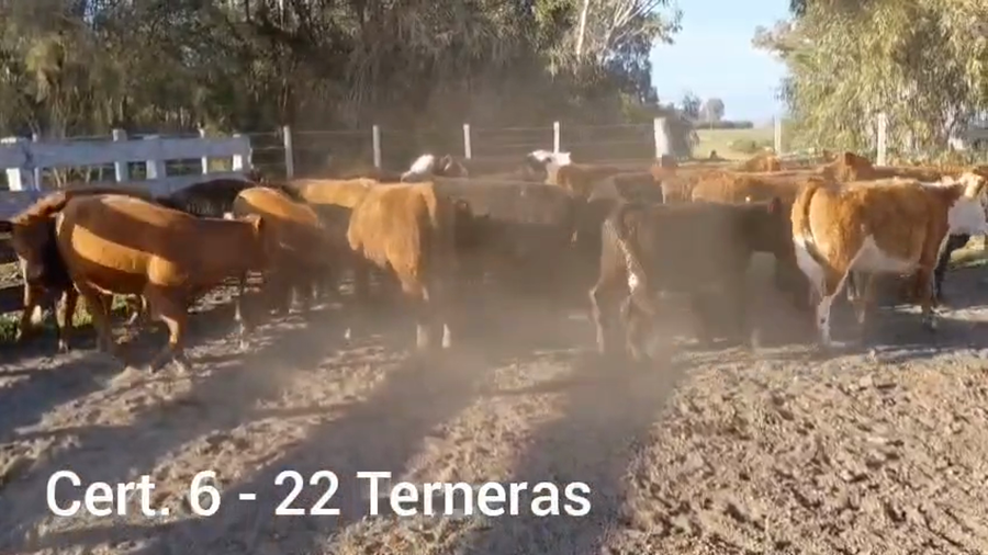 Lote TERNERAS