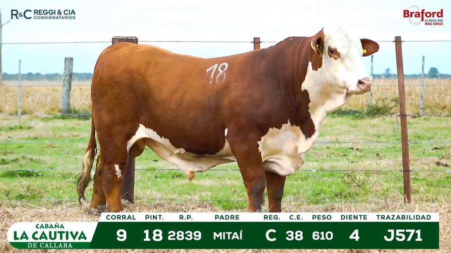 Lote TOROS BRAFORD  REGISTRADOS Cabaña La Cautiva