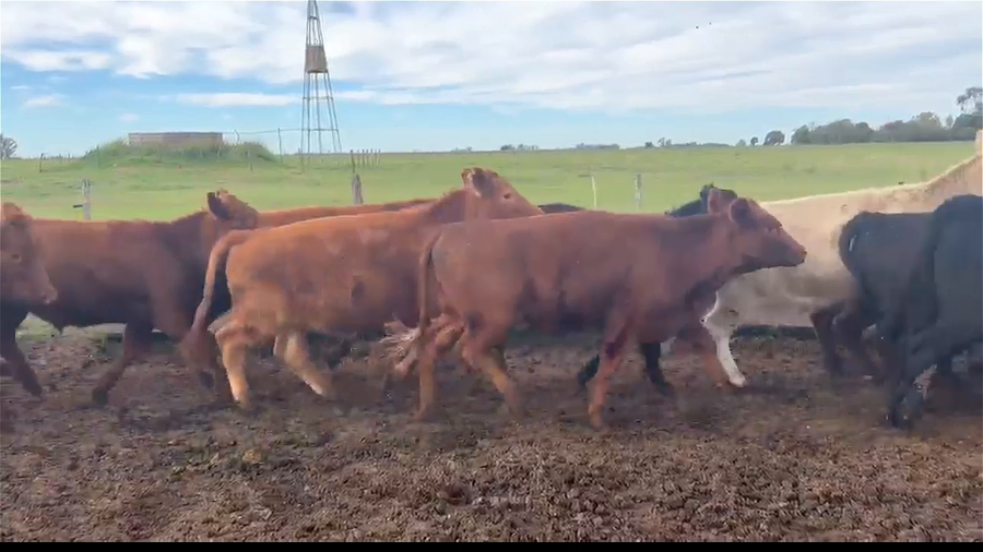 Lote 51 Novillitos y Vaquillonas