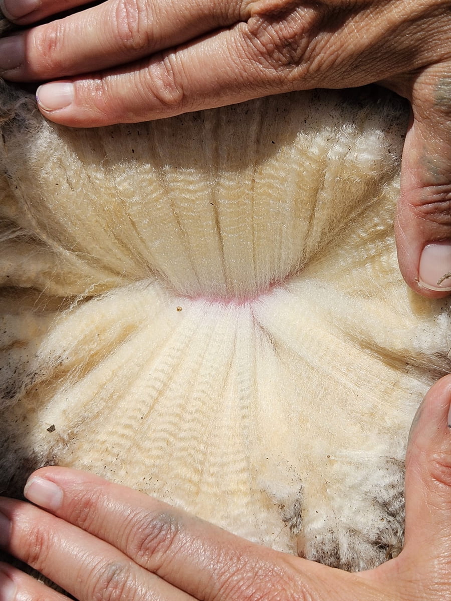 Lote Carneros a remate en Subasta Online - Nambi Guasu, Lavalleja