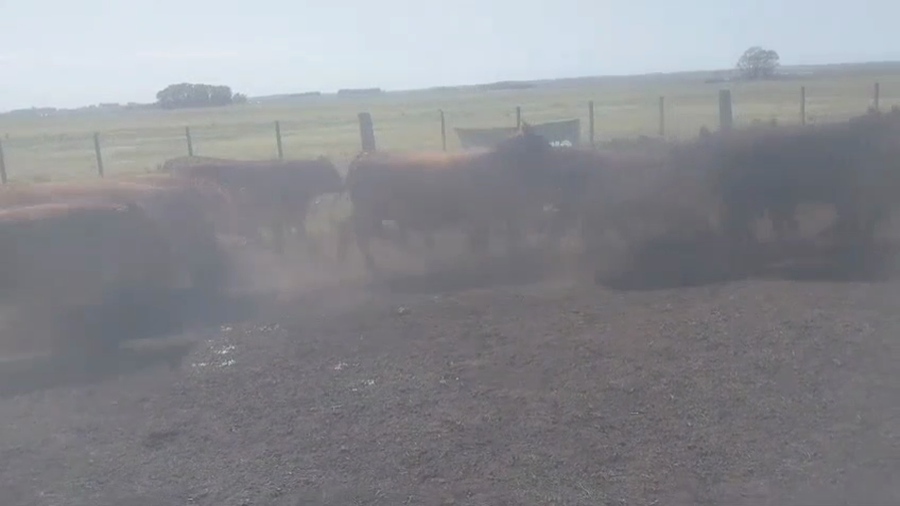 Lote 40 Novillitos y Vaquillona en Chillar