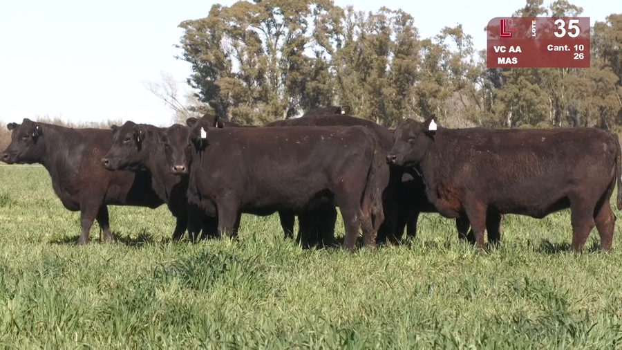 Lote VACAS ANGUS NEGRAS PC MAS Y BASE PARIDAS C/TERNERO COLORADO