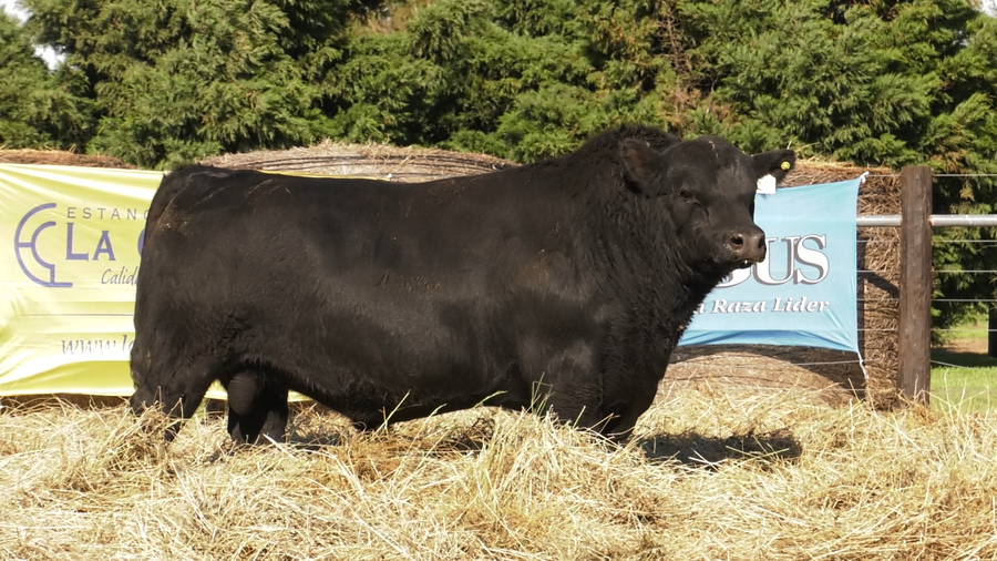 Lote TOROS ABERDEEN ANGUS PP