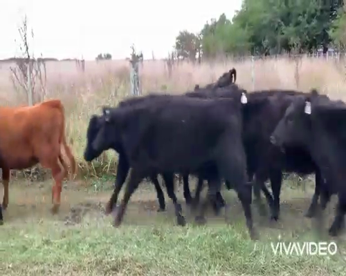 Lote 21 Terneros/as en Brandsen, Buenos Aires