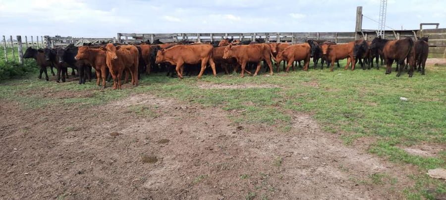 Lote 70 Vaquillonas en Gral. Lamadrid, Buenos Aires