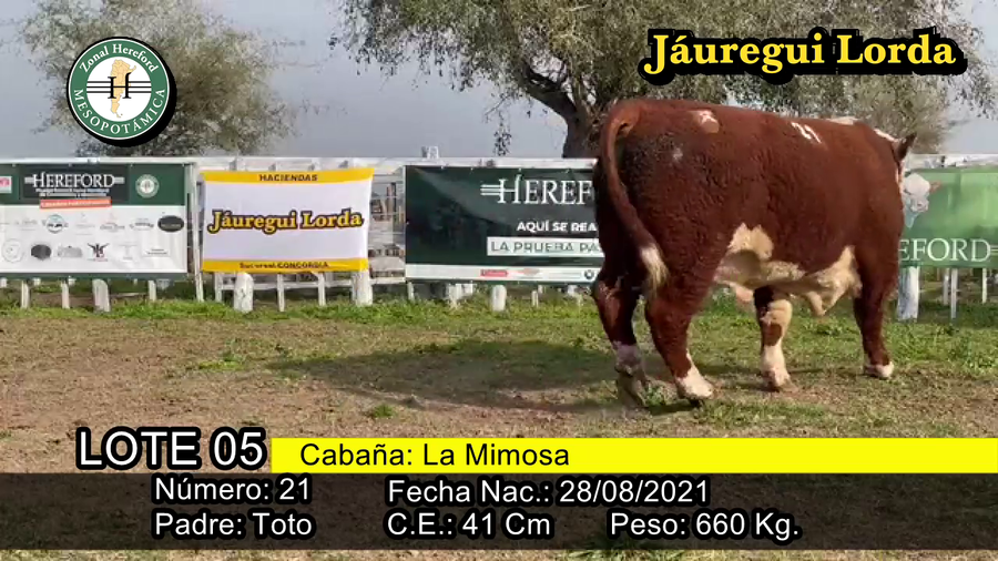 Lote TORO
