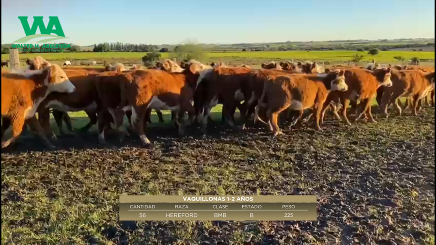 Lote Vaquillonas 1-2 años