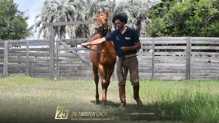 Lote Yeguarizos a remate en 6° Remate Especial de Velocidad, Montevideo