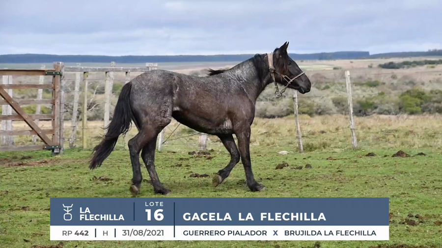 Lote GACELA LA FLECHILLA