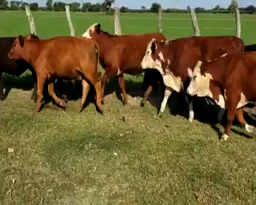 Lote 45 Terneros en Villaguay, Entre Ríos