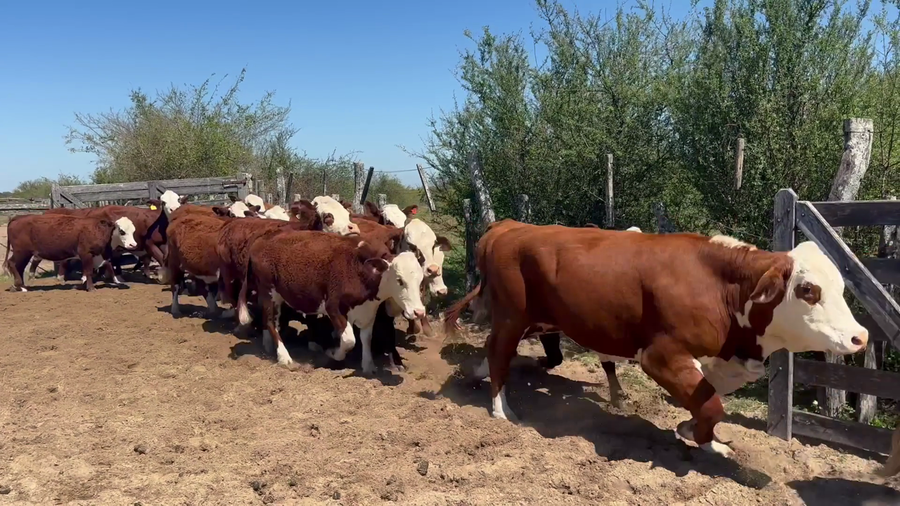 Lote 30 Vaquillonas en Corrientes, Santa Lucía