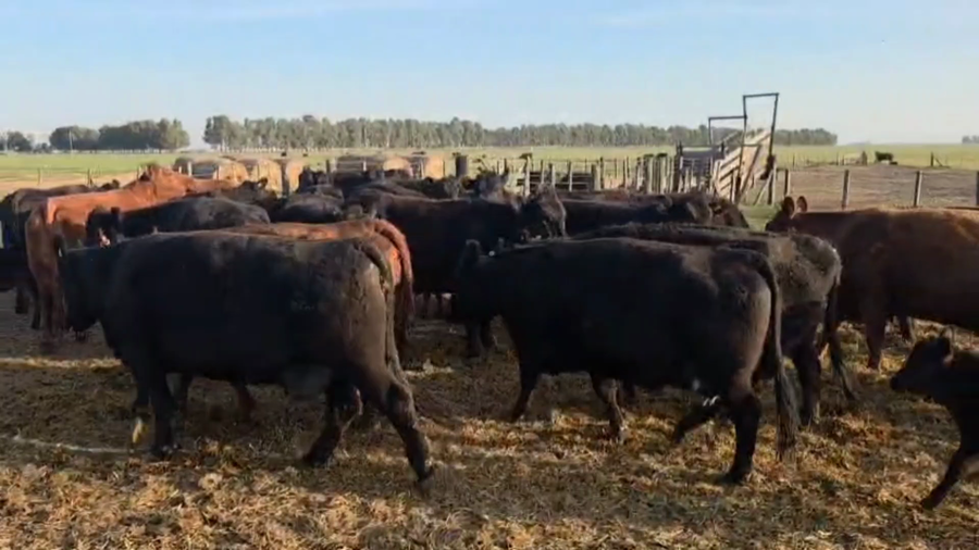 Lote 48 Vacas nuevas C/ cria