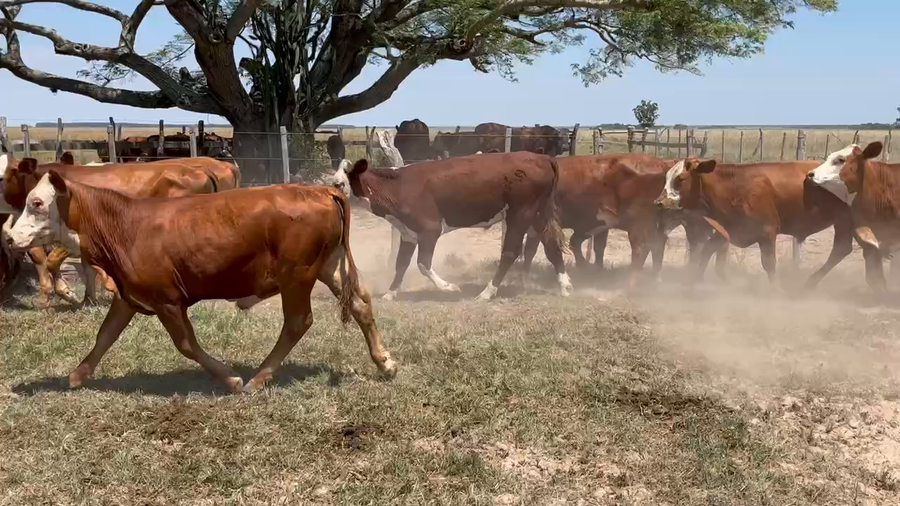 Lote 62 Terneros/as en Chavarría, Corrientes