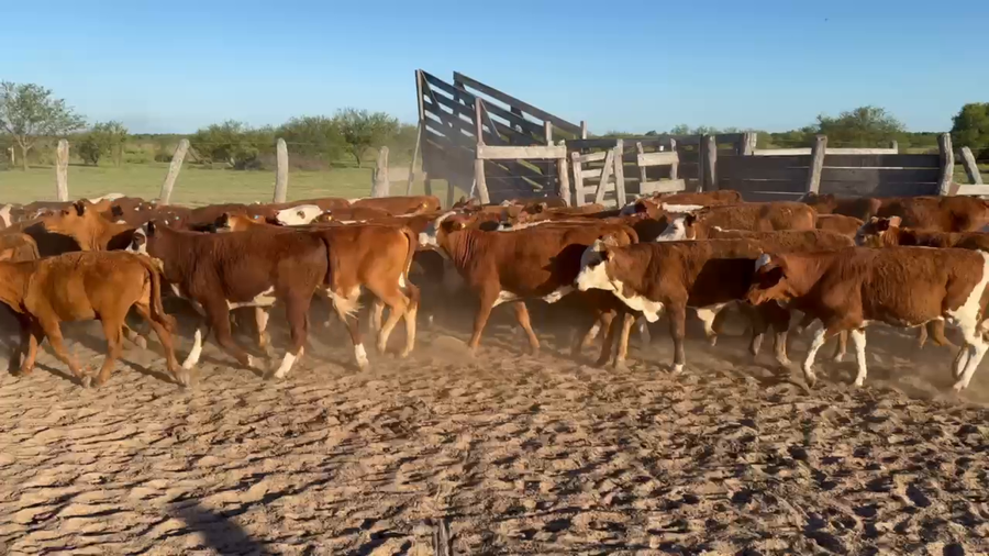 Lote 112 Terneros/as