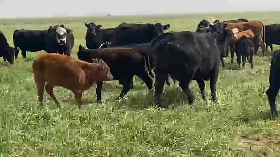 Lote 43 Vientres preñados y con cría en Gral. Villegas