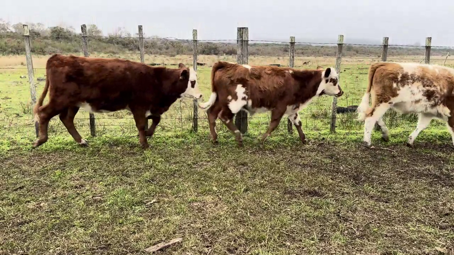 Lote TERNEROS Y TERNERAS