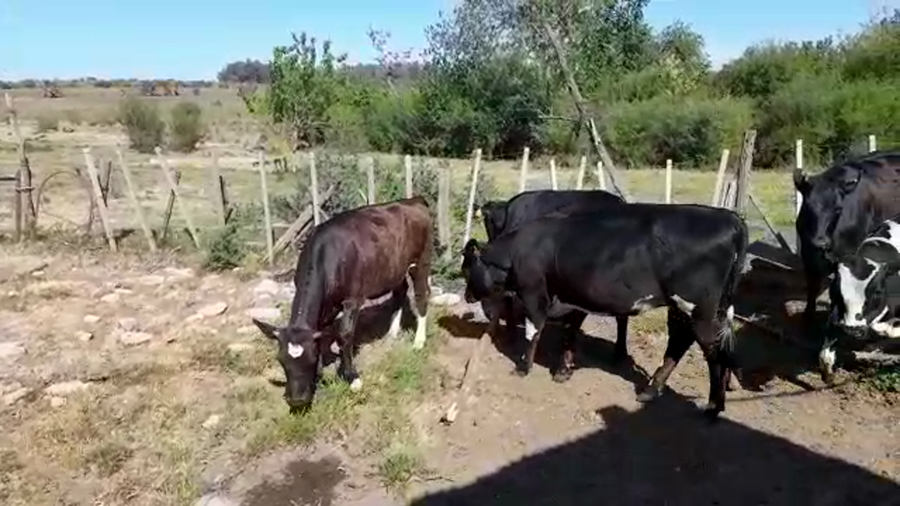 Lote (Vendido)5 Terneros y Terneras a remate en PANTALLA FEDERICO GARLAND 350kg -  en COLONIA SUIZA