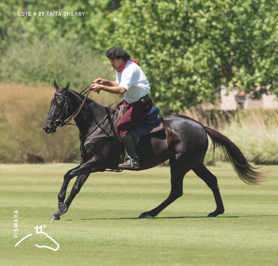 Lote TAITA CHERRY - T/E (V-R SAMBA - OPEN CHELA)