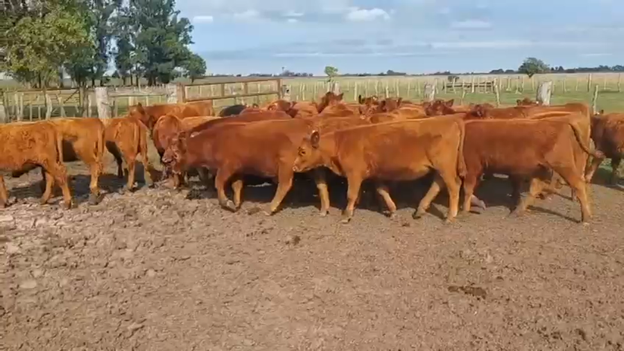 Lote 62 Terneros/as