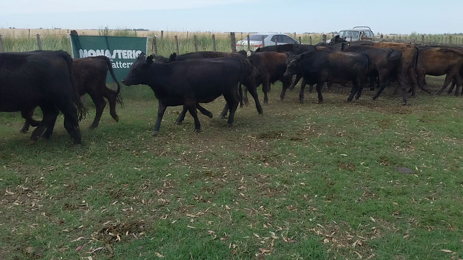 Lote 25 Terneros/as EN ARBOLEDAS