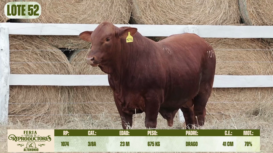 Lote LOTE 52