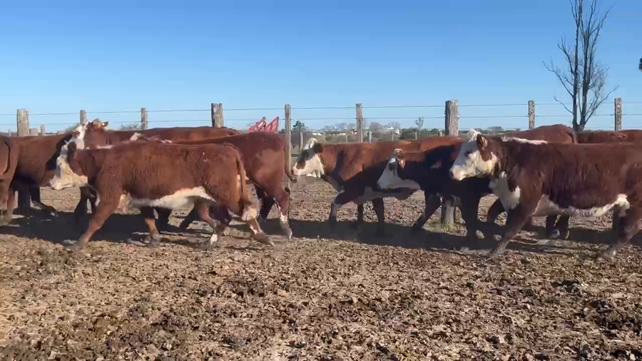 Lote 48 Vaquillonas preñadas