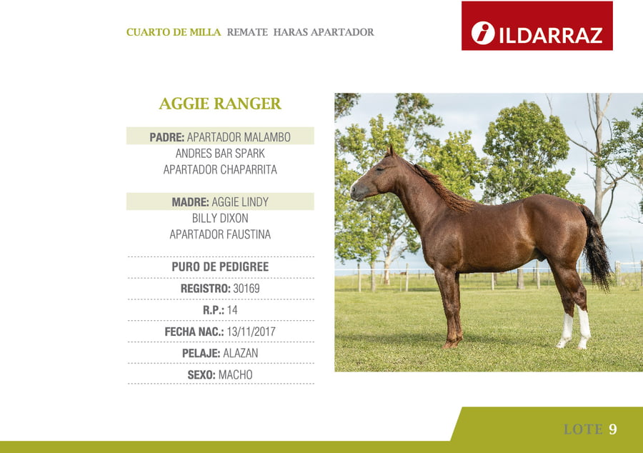 Lote AGGIE RANGER