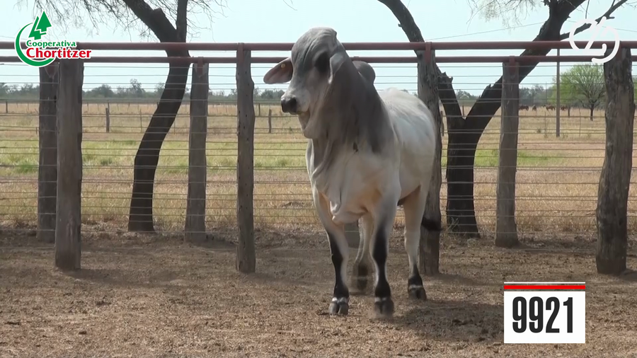 Lote Brahman