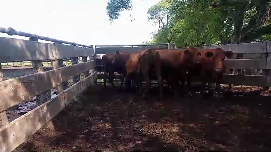 Lote 5 Vacas de invernar