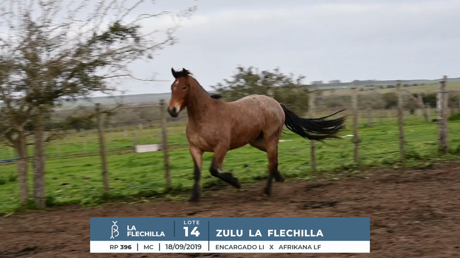 Lote ZULU LA FLECHILLA