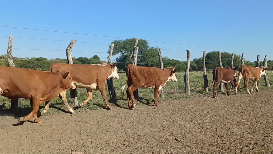 Lote 35 Terneros/as en Corrientes, Sauce