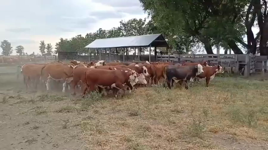 Lote 43 Novillitos
